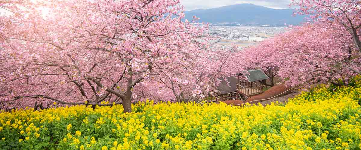 Social Innovation Practices Through the Lens of Social Construction - Sheila McNamee, Ph.D. and Celiane Carmago-Borges, Ph.D.