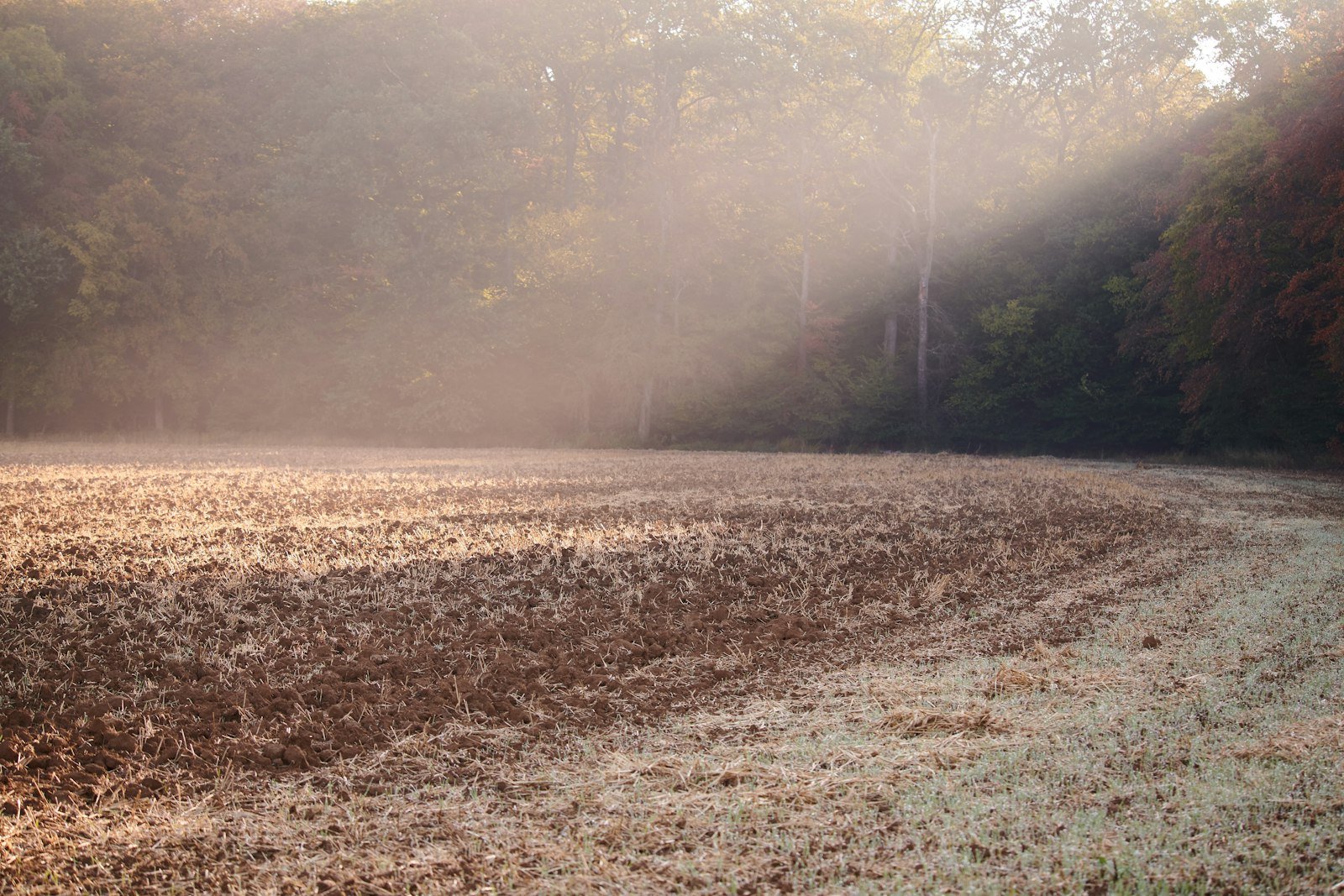 A ploughed, unplanted field at dawn with low mist drifting over the soil and a treeline catching the first light behind it.