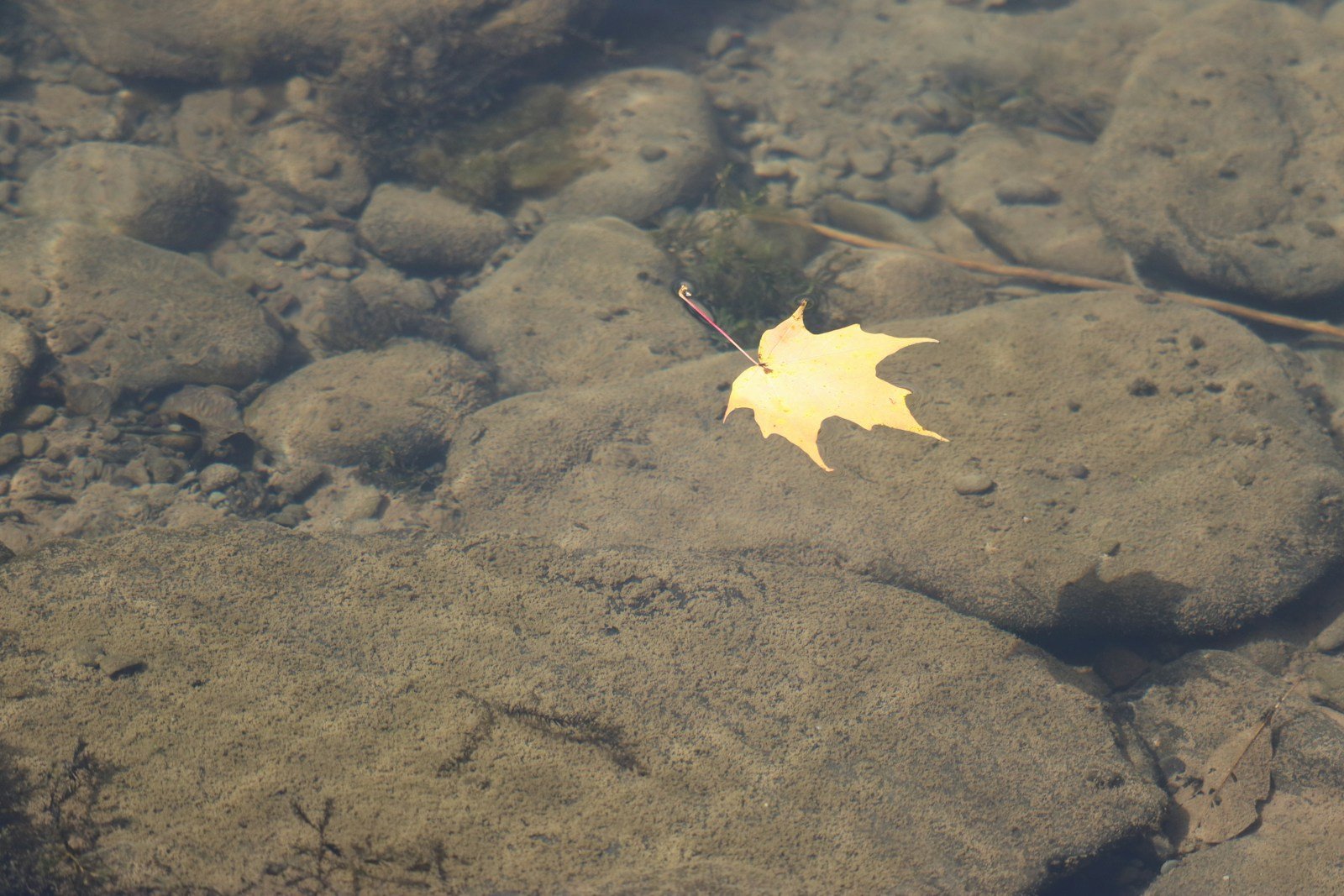 A single brown maple leaf floating above the calm surface of still water, soft diffused light reflecting on the water around it