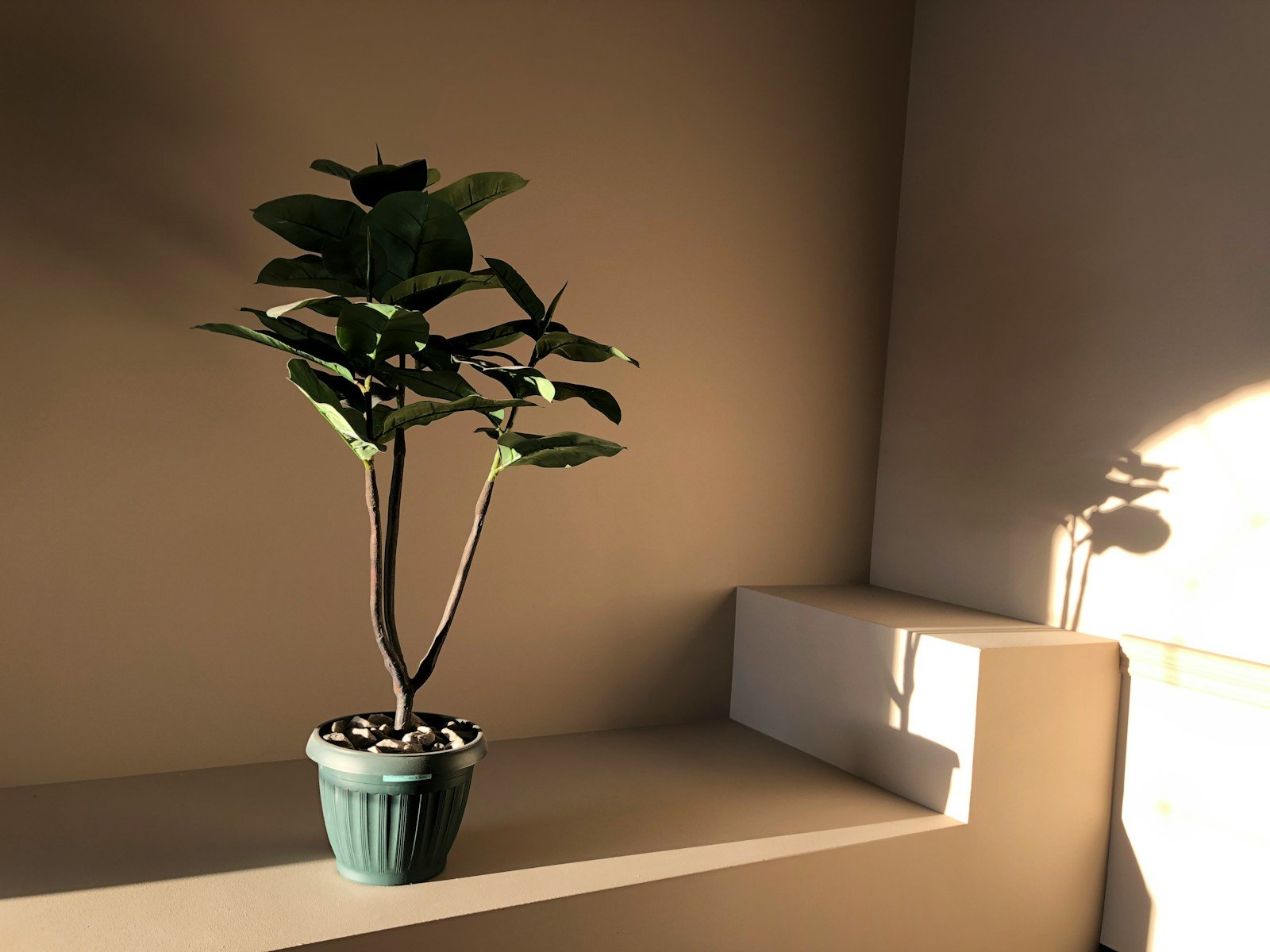 A small rubber tree plant in a round ceramic pot resting on a pale surface near a window, warm sunlight casting a soft shadow against the corner of two walls.