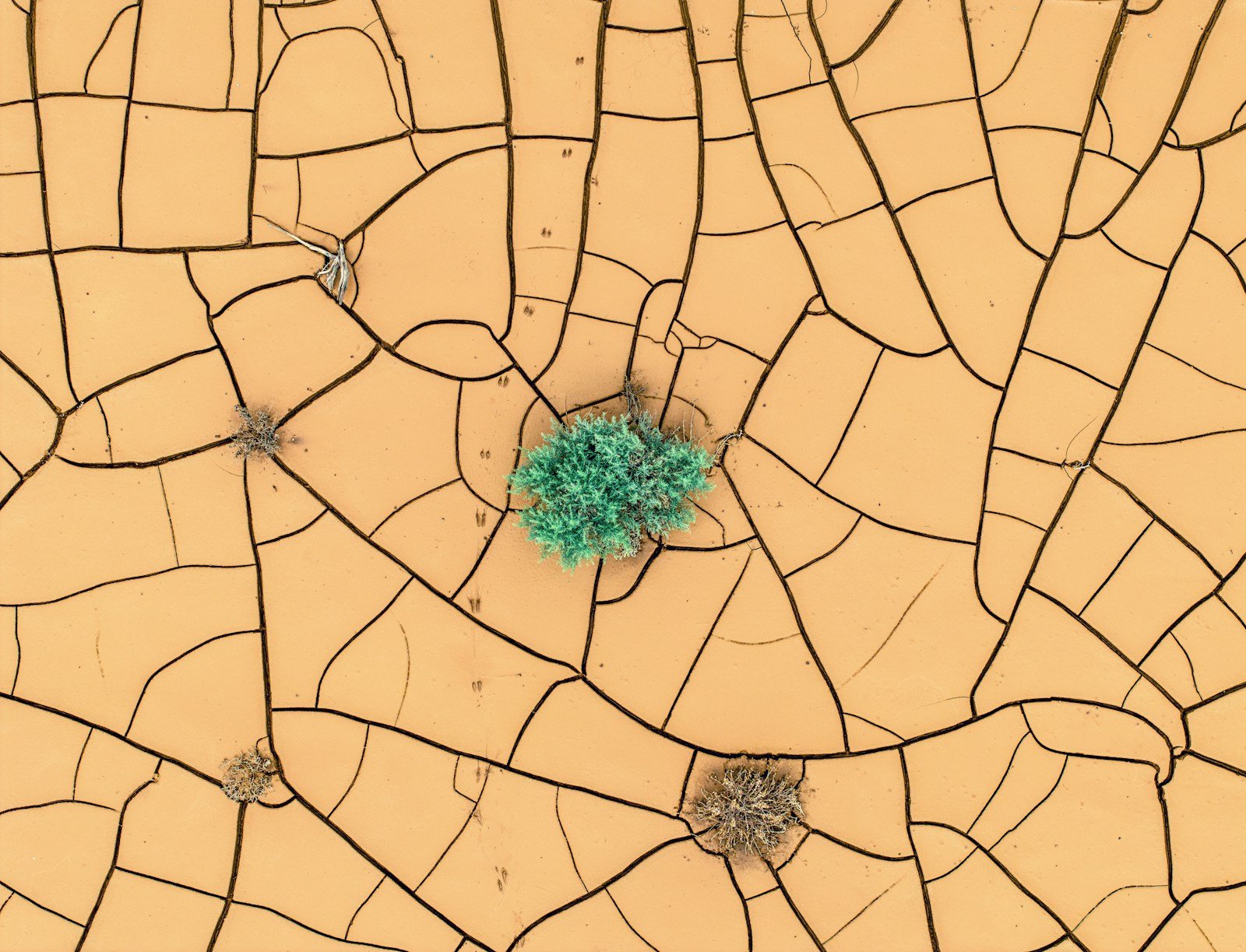 Aerial top-down view of cracked dry earth with a small green plant cluster emerging from the center, surrounded by a network of cracked lines radiating outward.