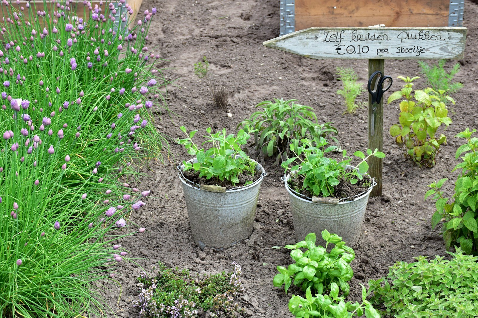 A garden plot with organized plantings near bare soil, noon light falling on the contrast between cultivated growth and empty ground