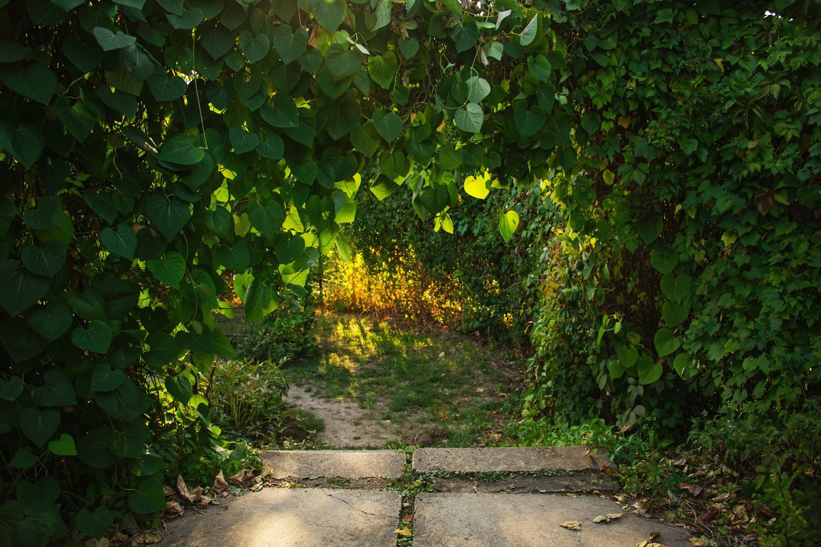 A stone-paved garden path passing through a lush green archway of leaves and vines, warm golden light visible at the far end of the tunnel.