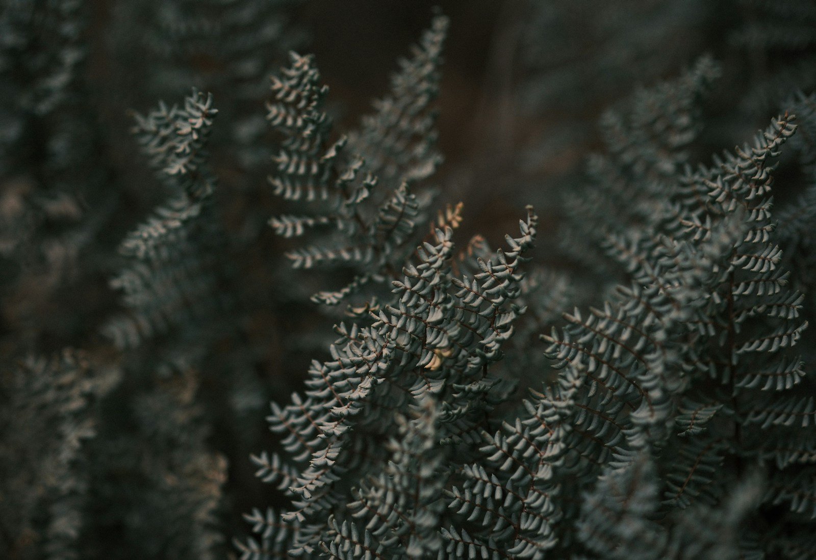 Close-up of frosted fern leaves in soft twilight, the fine detail of each frond visible, a natural-organic image of focused precision rather than broad reach