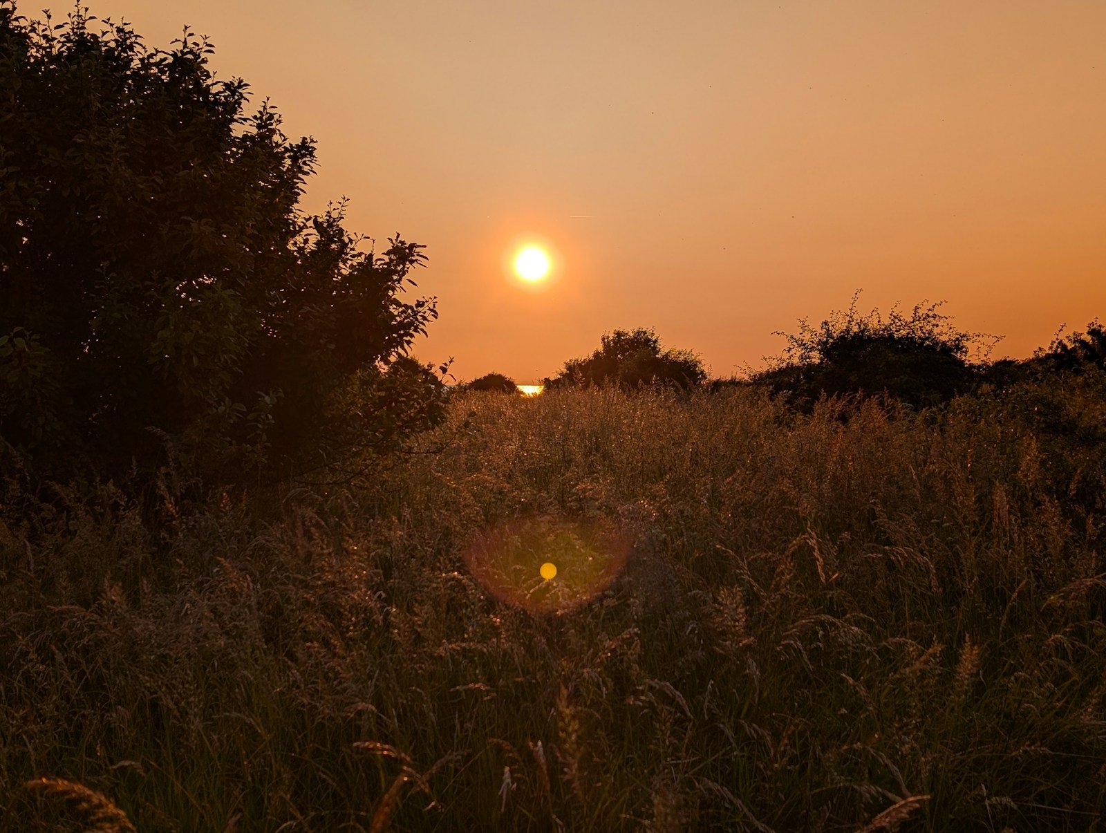 Golden sun setting over a wide field of tall grass, warm dawn light stretching across a panoramic natural landscape