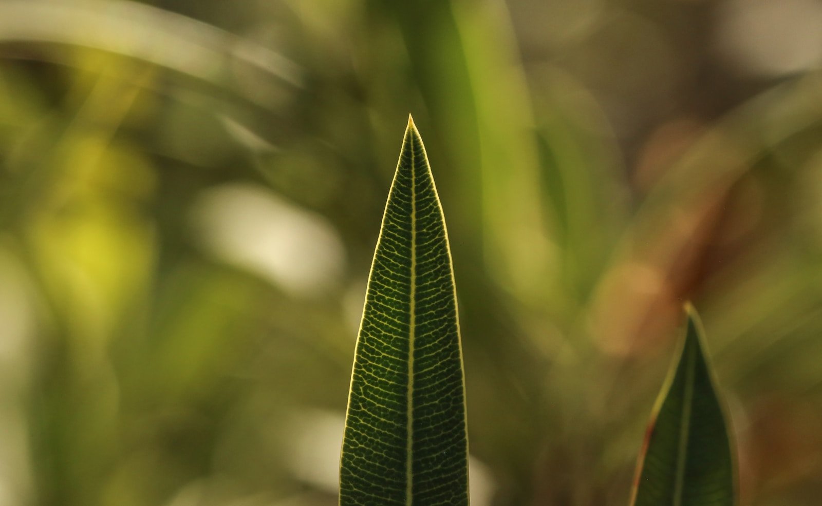 A close-up of a green leaf backlit by warm noon sunlight, its intricate vein structure clearly visible against translucent green tissue.